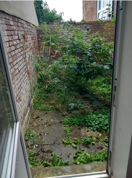 An overgrown courtyard